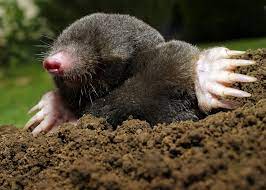 Happy Mole Day!