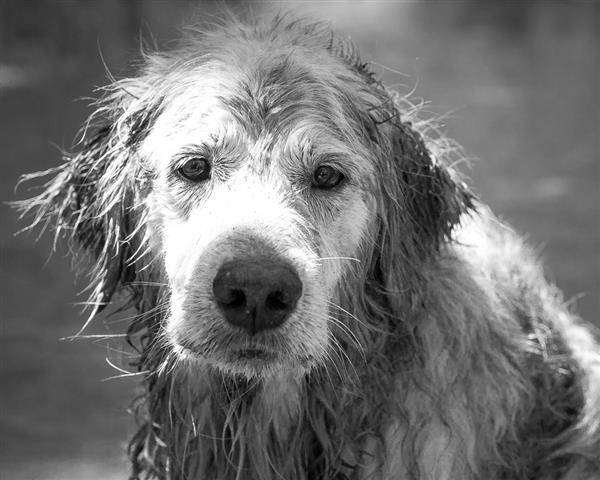 old sad dog old sad dog