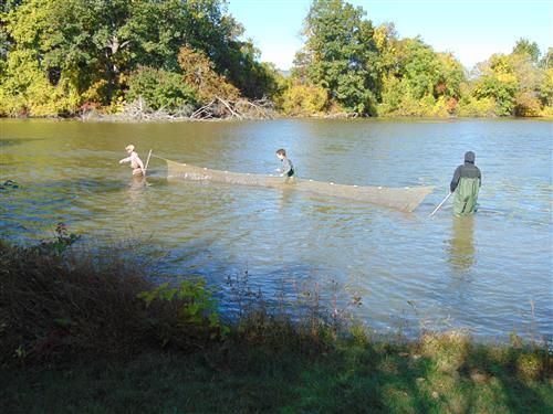 seining 