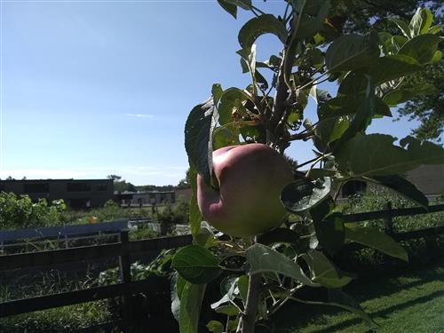 apple 