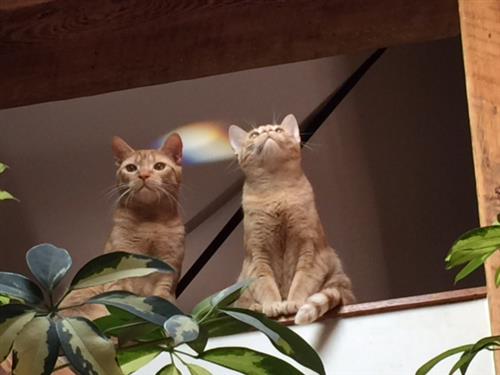 Kittens 