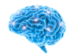 brain 