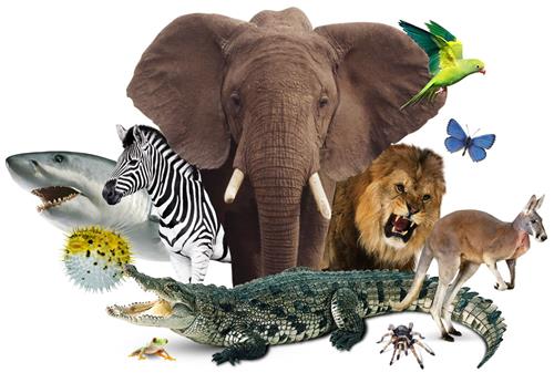 animal science 
